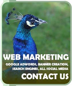 Contact Us for web marketing services in Chelmsford Essex